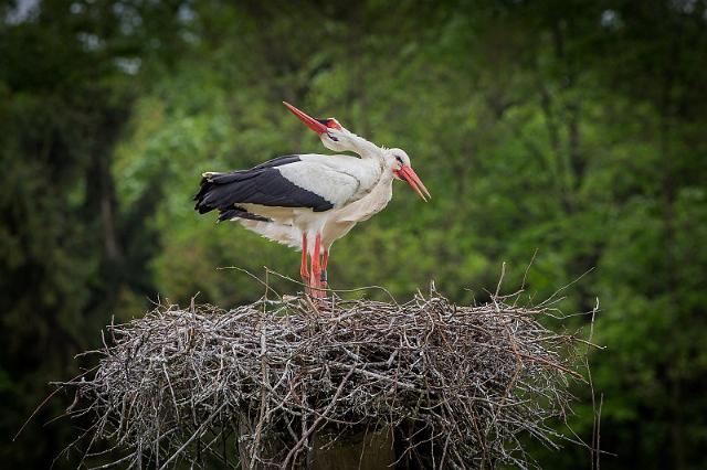 20 Natuurpark Lelystad, ooievaars.jpg